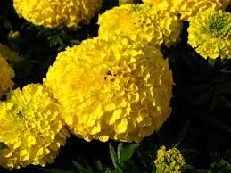 Marigold Flower - source of Lutein